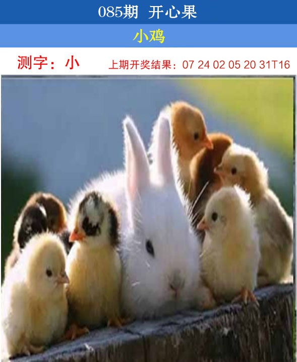 085期开心果[图]